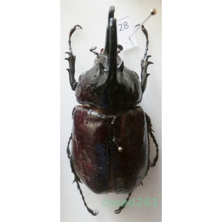 Augosoma centaurus (Fabricius, 1775) male Tanzania 59mm28